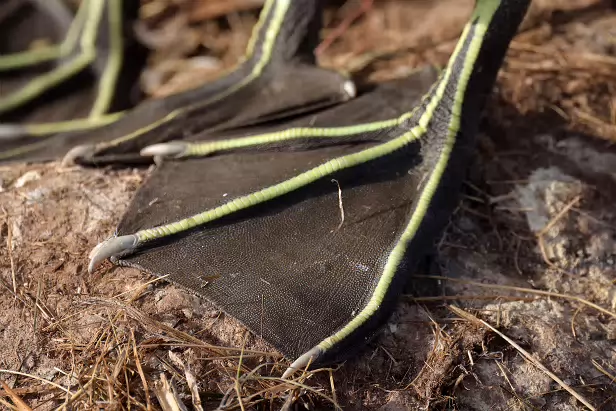 Basstölpel Treffpunkt Lummen-Info
