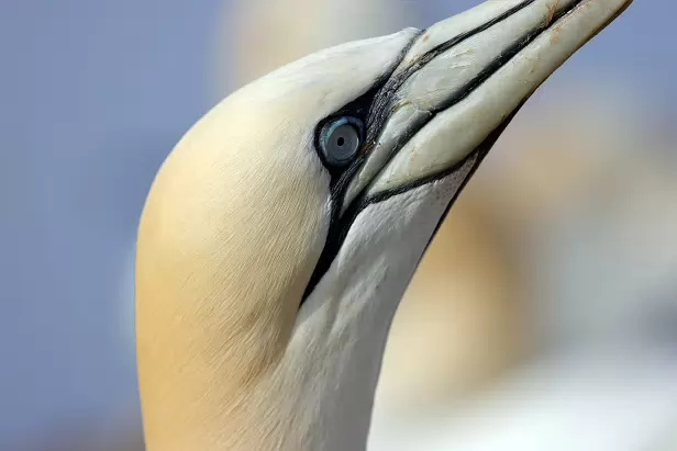 Basstölpel Treffpunkt Lummen-Info