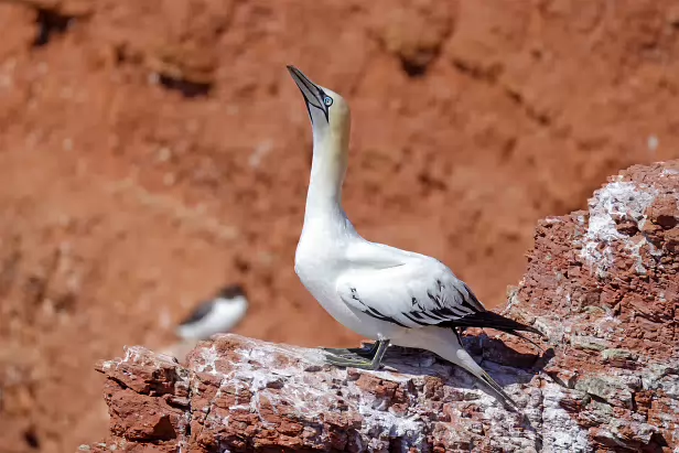 Basstölpel Treffpunkt Lummen-Info