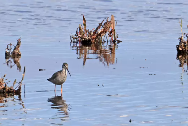 Dunkler Wasserläufer