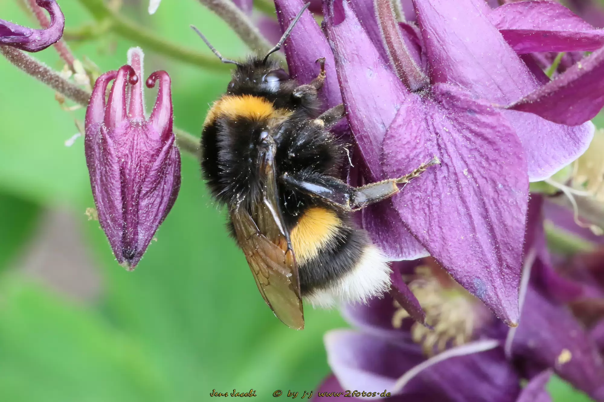 Hummel 