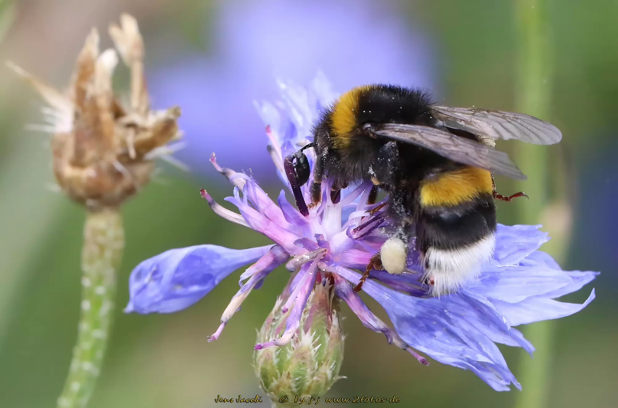 Hummel 