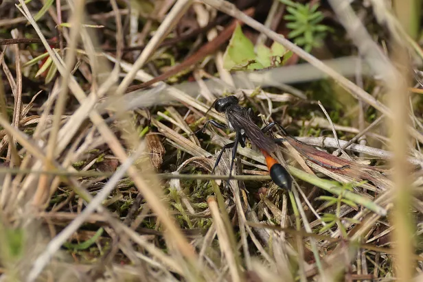 Gemeine Sandwespe Ammophila sabulosa