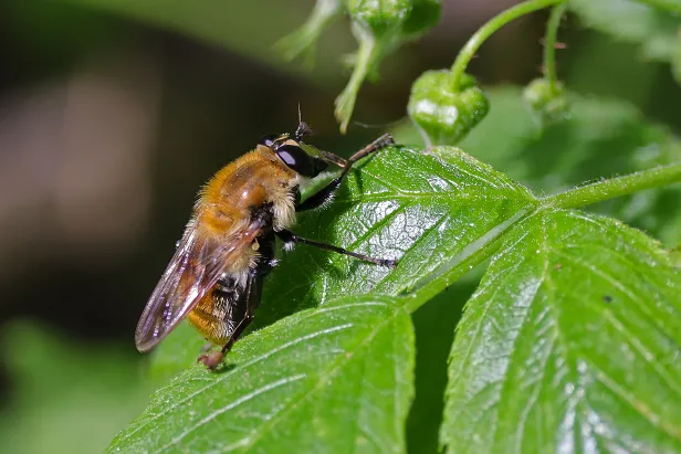Wollhaarige Pelzschwebfliege
