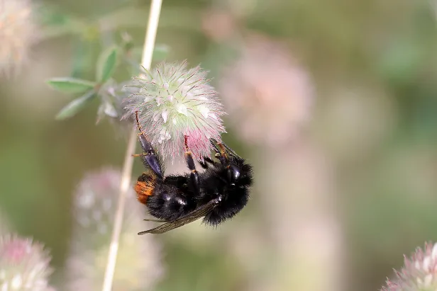 Steinhummel Rundwanderweg Pechüle-Felgentreu