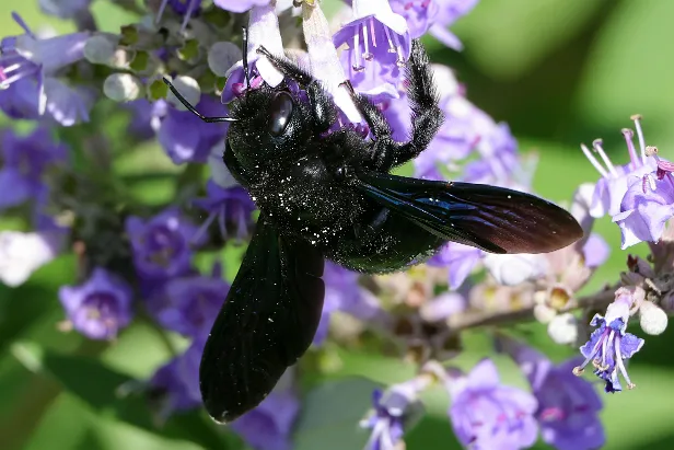 Große Blaue Holzbiene