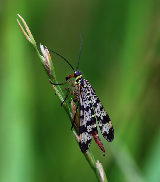 Gemeine Großpunkt-Skorpionsfliege