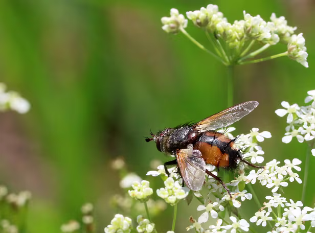 Igelfliege