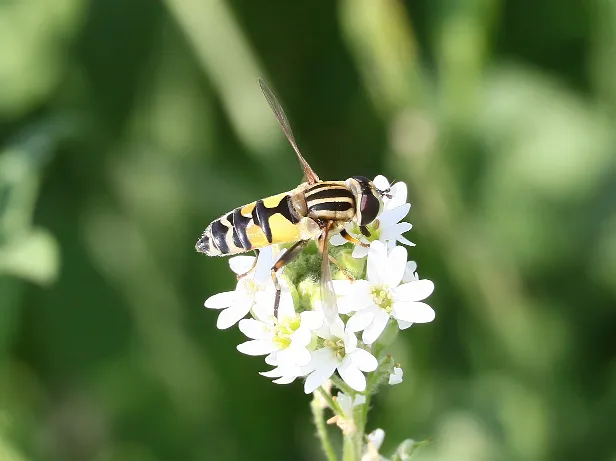 Gemeine Sumpfschwebfliege