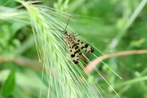 Gemeine Skorpionsfliege