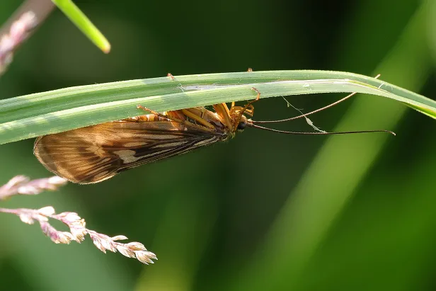 Köcherfliege