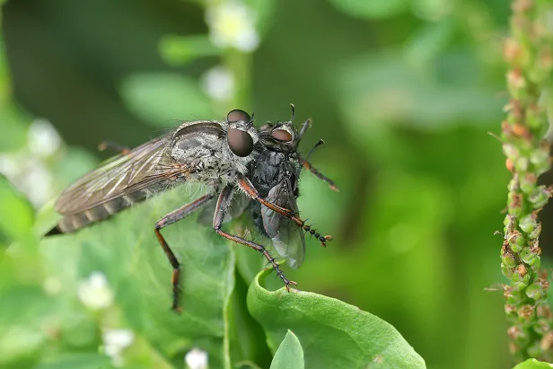 Raubfliege mit Beute