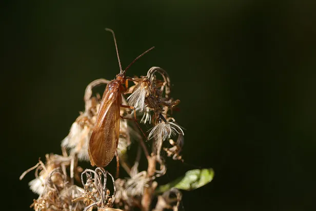 Köpcherfliege