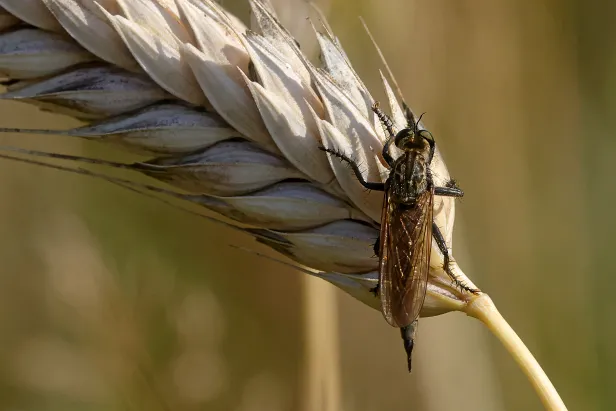 Barbarossa-Fliege