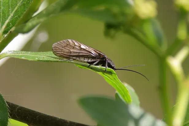 Gemeine Schlammfliege
