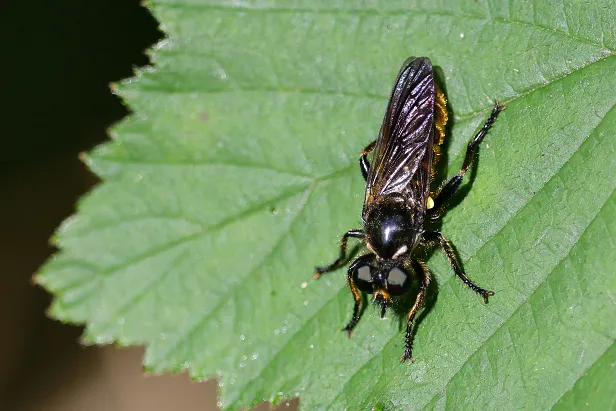 Gemeine Mordfliege