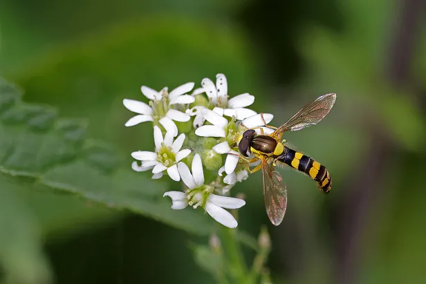 Gewöhnliche Langbauchschwebfliege