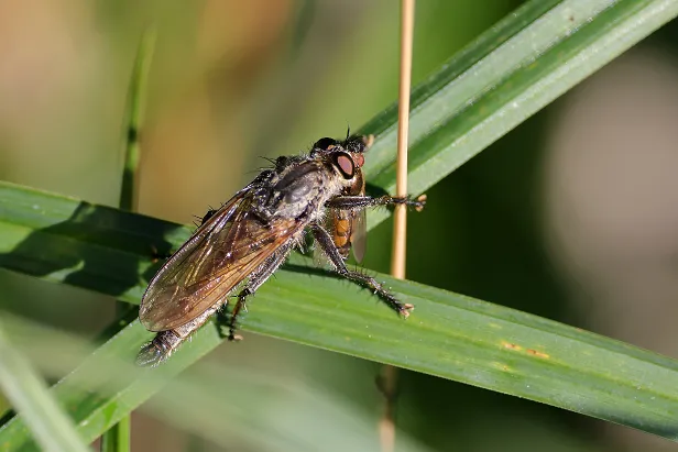 Barbarossa-Fliege