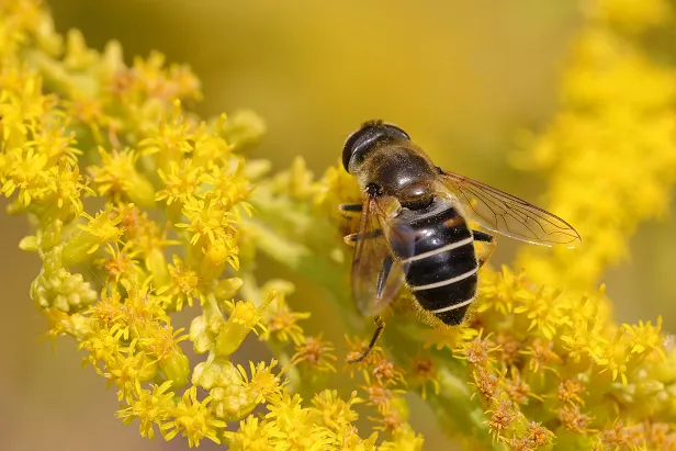 Mittlere Keilfleckschwebfliege