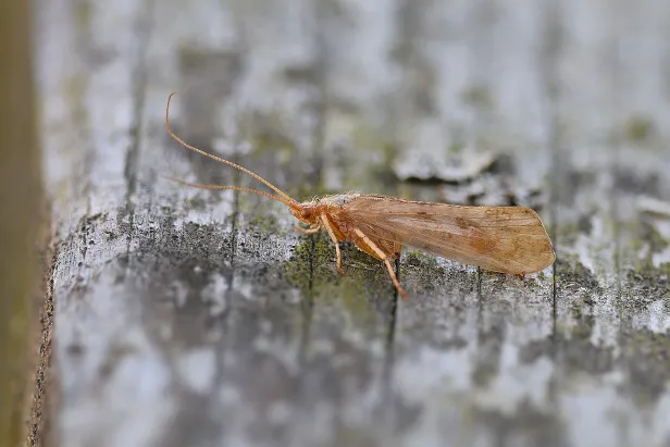 Gelbhorn-Köcherfliege