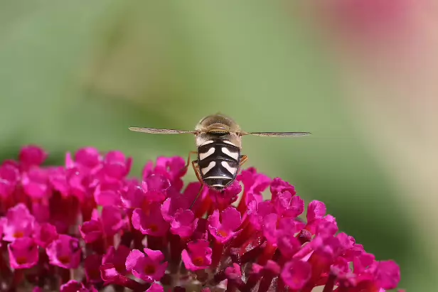 Späte Großstirnschwebfliege