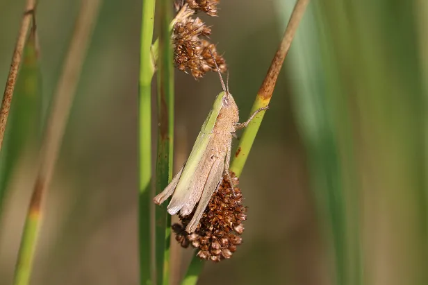 Grashüpfer