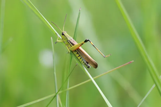 Grashüpfer