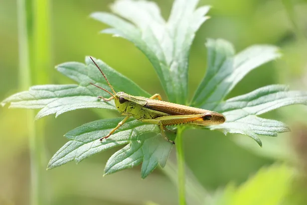 Grashüpfer