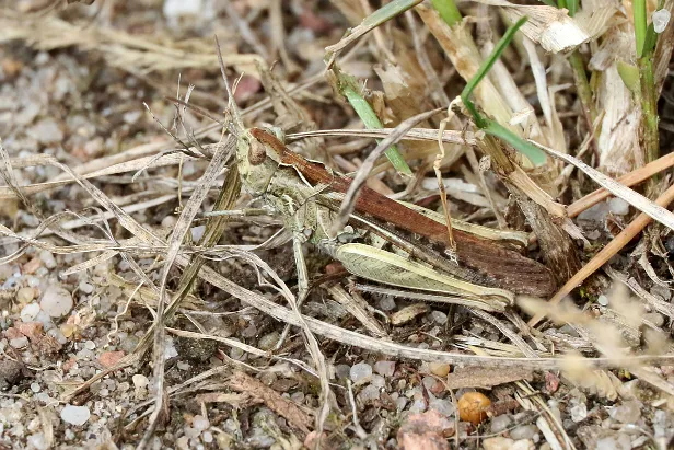 Nachtigall-Grashüpfer unsicher: Chorthippus biguttulus Gruppe