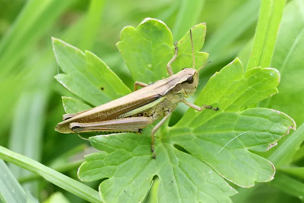 Grashüpfer