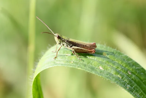 Weißrandiger Grashüpfer