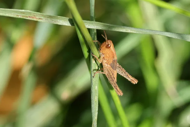 Feldheuschrecke Larve
