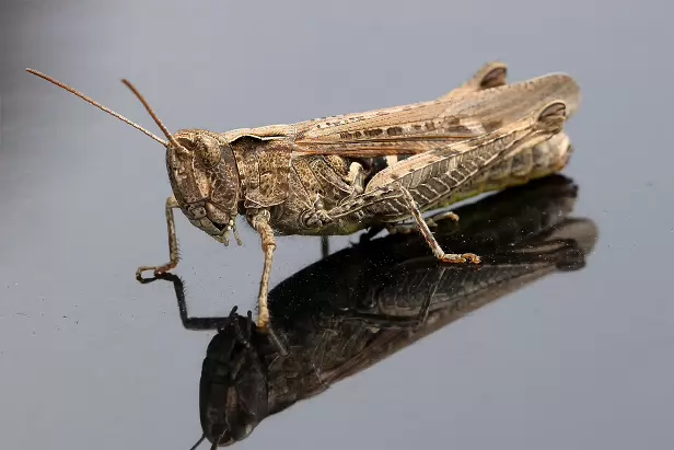 Chorthippus biguttulus Gruppe