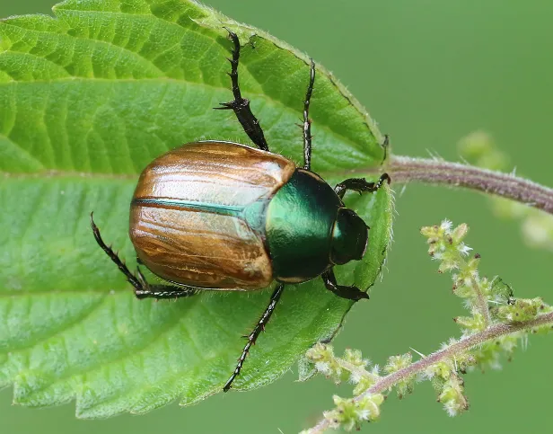 Kleiner Julikäfer