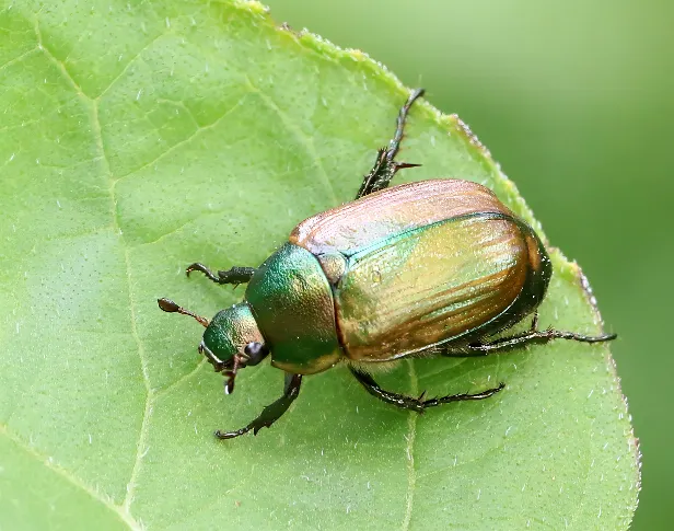 Kleiner Julikäfer