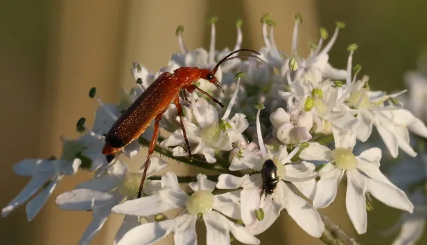 Rote Fliegenkäfer