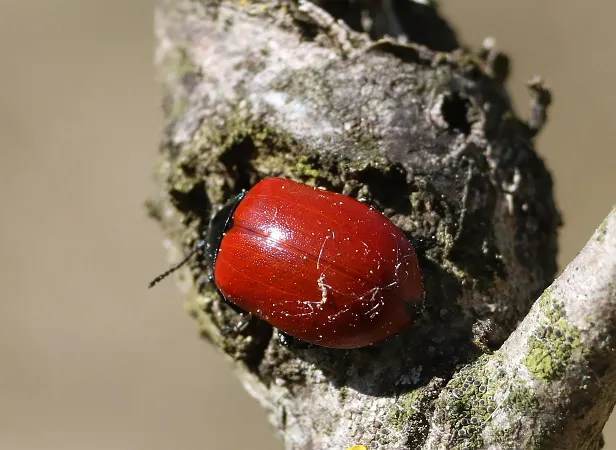 Pappelblattkäfer