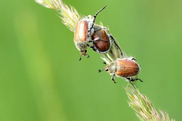 Gartenlaubkäfer