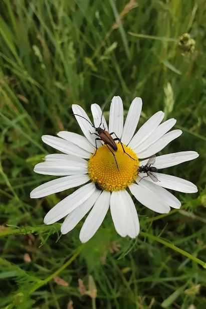 Bockkäfer, Fliege und ?