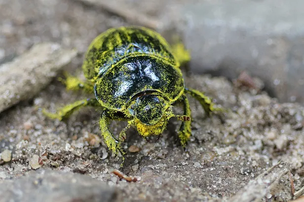 Waldmistkäfer