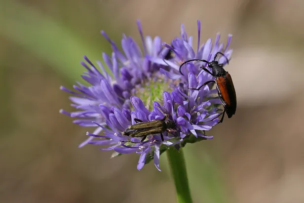 Kleiner Schmalbock