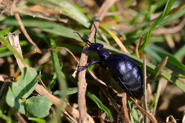 Schwarzblauer Ölkäfer