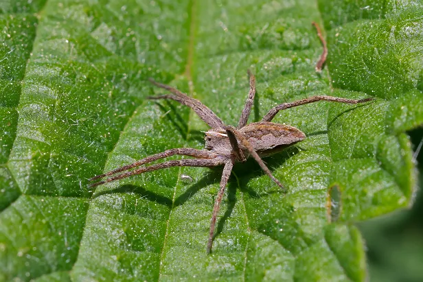 Listspinne