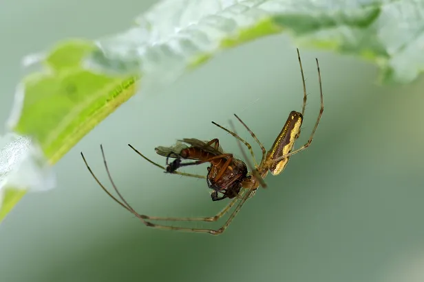 Streckerspinne Spinne mit Beute