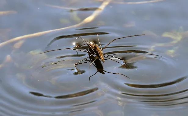 Wasserläufer