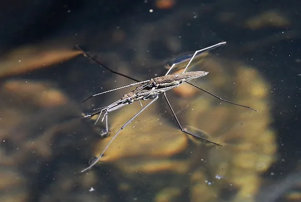 Wasserläufer