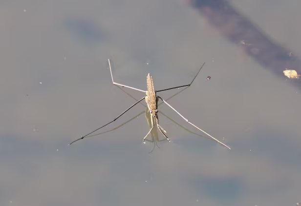 Wasserläufer