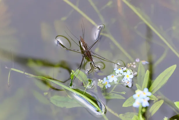 Wasserläufer