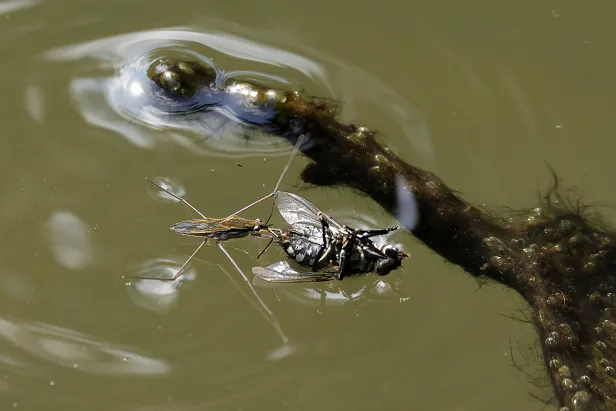 Wasserläufer mit Beute