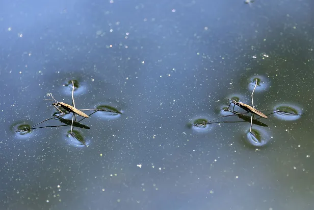 Wasserläufer Badestelle Huwenowsee